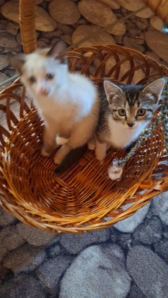 Отдам даром животные кошки