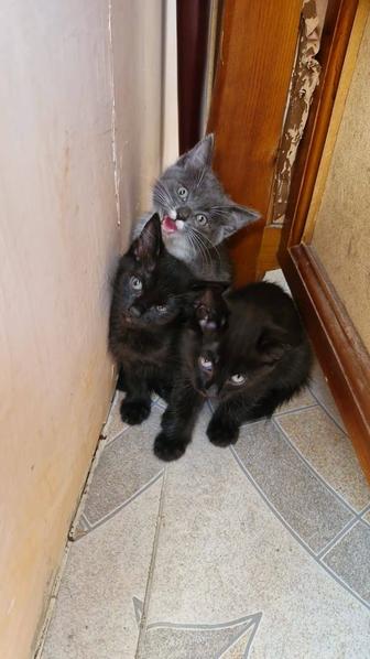 Отдам даром животные кошки