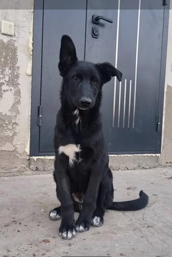 Блэк ищет дом.