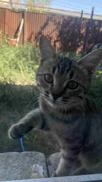 Котенок в добрые руки
