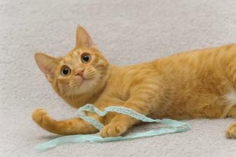 Рыжий кот аравийский.