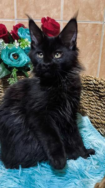 Мейн кун Кот - на Новый Год!