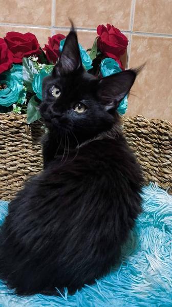 Мейн кун Кот - на Новый Год!