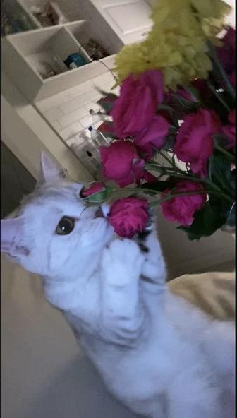 Ищем шотландского-вислоухого кота на вязку