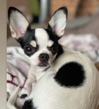 Потерялась собака