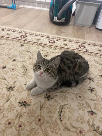 Пристраиваются котята