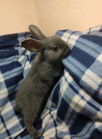 продам крольчат
