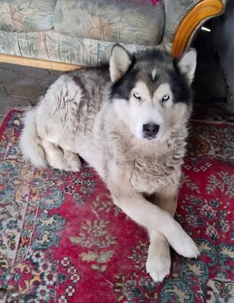 Собака. Отдам в добрые руки