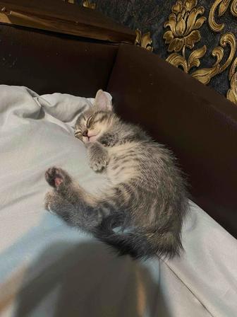 Котенок ищет семью
