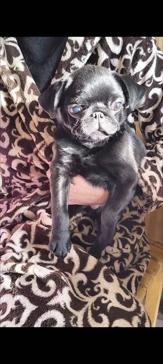 Продаётся мопсик