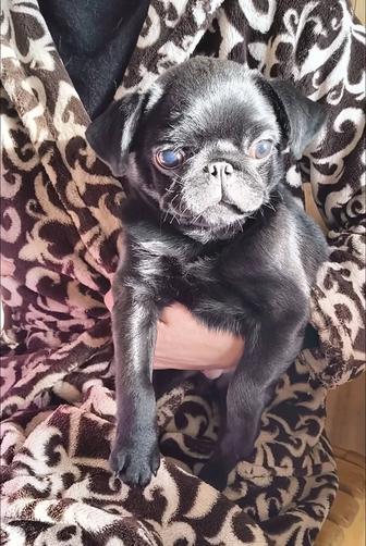 Продаётся мопсик