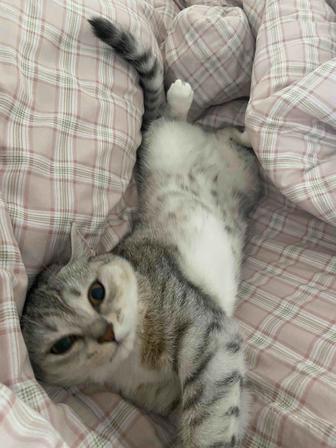 Отдам в добрые руки шотландскую кошечку