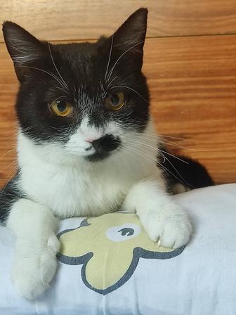 Кошечка ищет дом