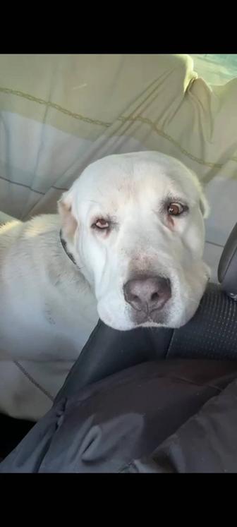 Собака срочно ищет дом