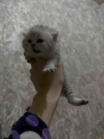продажа котят
