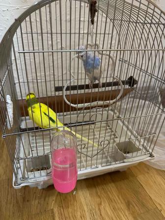 Продам попугаев