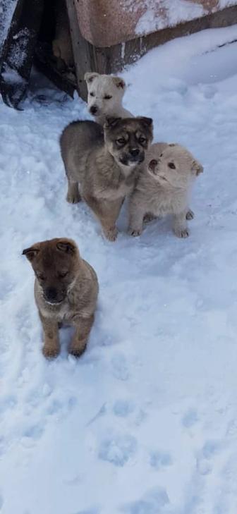 Ищем дом щенятам