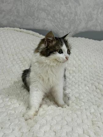 Отдам кошечку в добрые руки