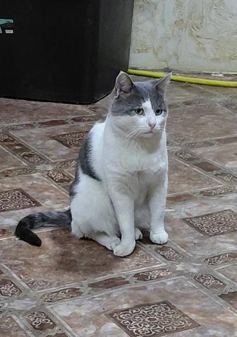 Котик - крысолов