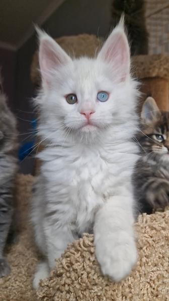 Котята мейн-куны девочки