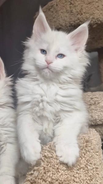 Котята мейн-куны девочки