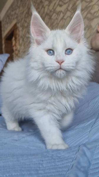 Котята мейн-куны девочки