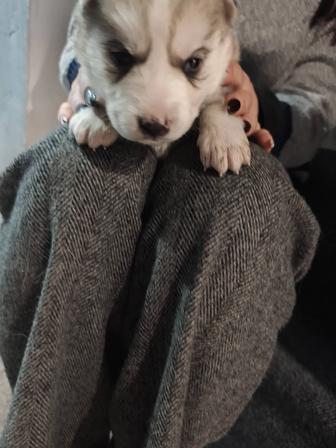 Щенята Хаски