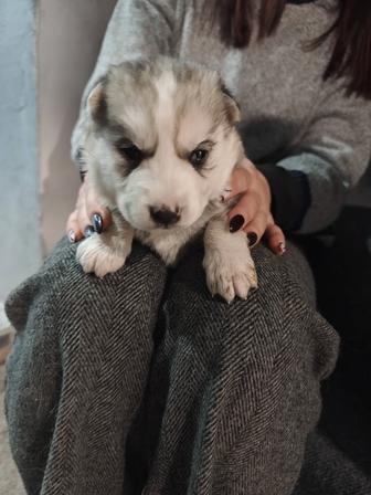 Щенята Хаски