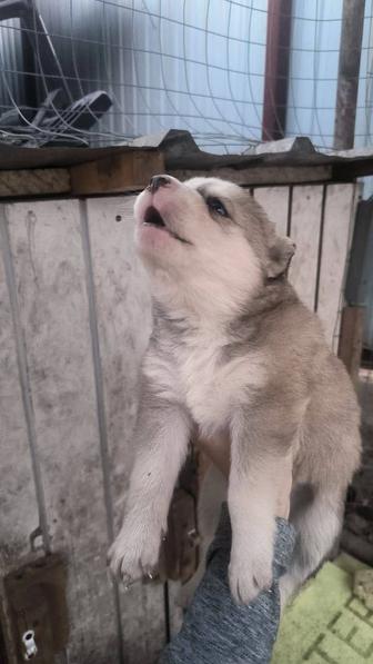 Щенята Хаски