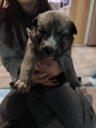 Щенята Хаски