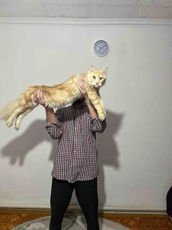 Кот