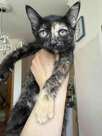 Котенок ищет семью
