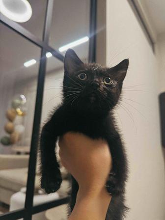 Котенок ищет дом