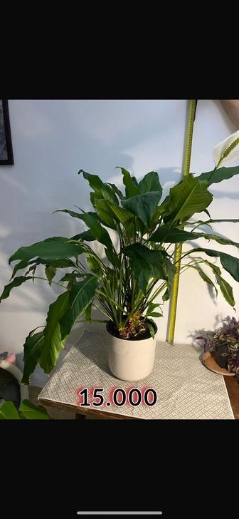 Цветы для офиса