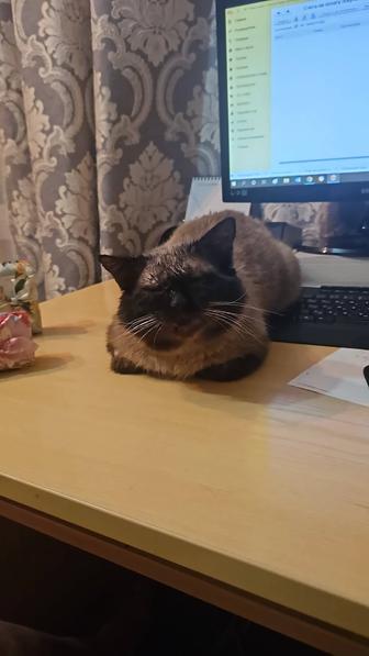 Отдам кота в надёжные руки.