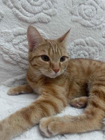 Отдаю кошечку в добрые руки