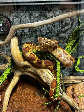 Продается морфный императорский удав