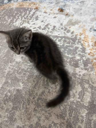 Котенок шотландец