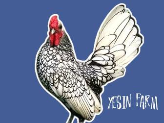 Инкубационные яйца куры породистые, проверенный оплот