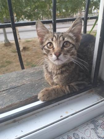 Отдам котенка в хорошие руки