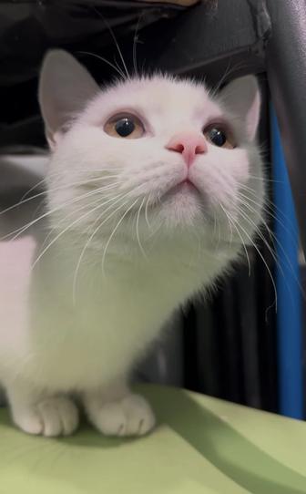 8 месячная кошка ищет дом