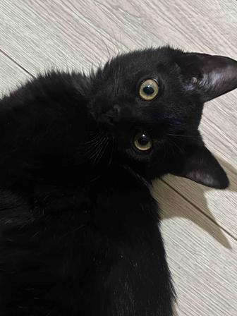 3 месячный котенок ищет дом