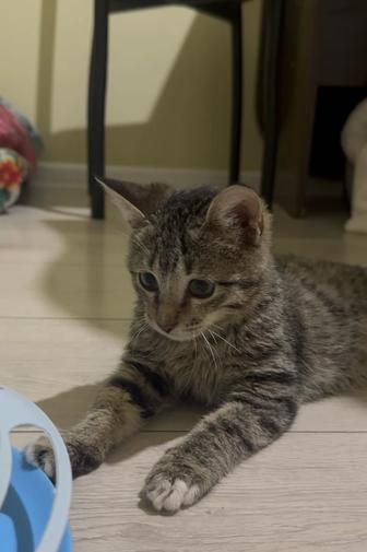 2х месячный котенок ищет дом