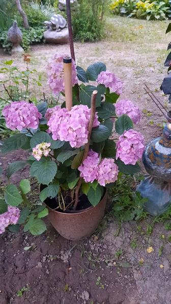 Молодые саженцы крупнолистных гортензий разных сортов.