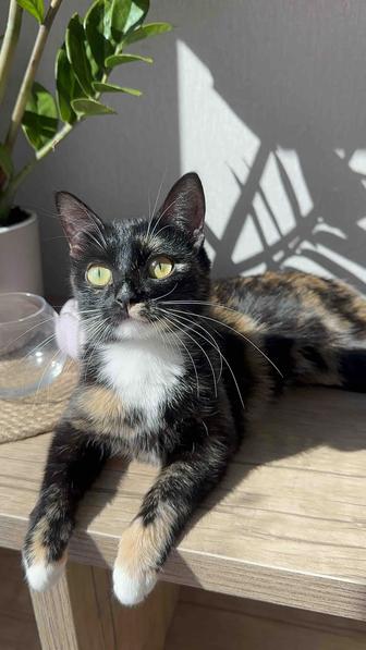 Отдам кошку