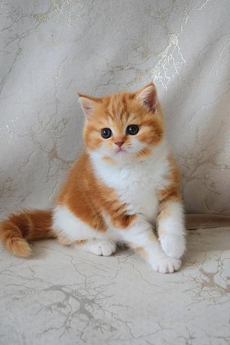 Мальчик скоттиш страйт