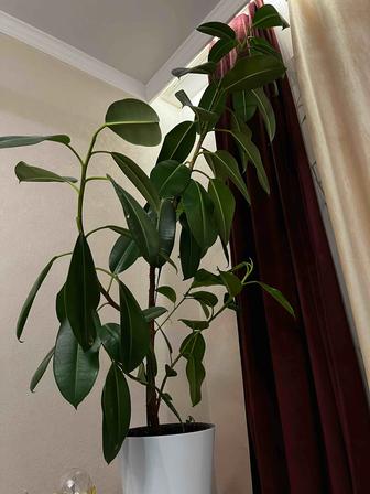 Продам фикус каучуконосный (Ficus elastica)