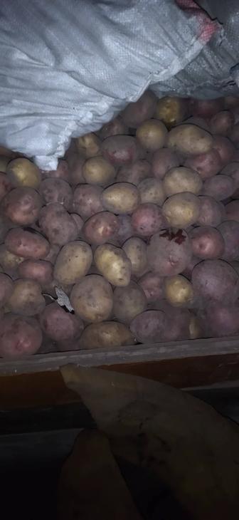 Продам дачный картофель
