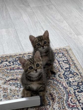 Котята британские