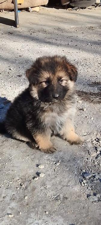 Продам щенков немецкой овчарки